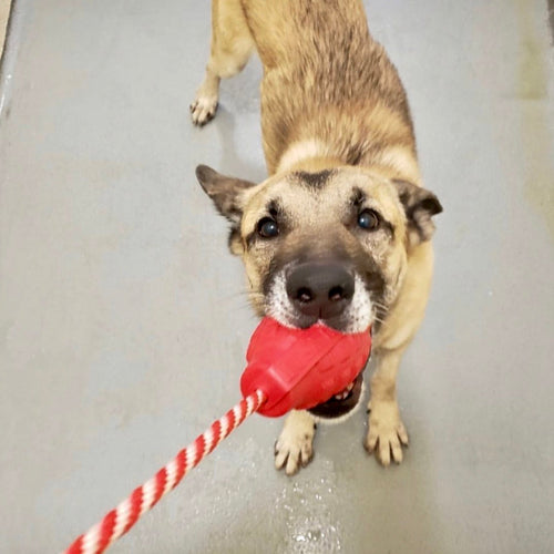 USA-K9 Grenade Shaped Durable Rubber Chew Toy, Treat Dispenser, Reward Toy, Tug Toy, and Retrieving Toy