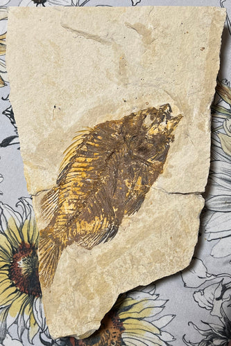 Priscacara serrata fossil