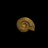 Perisphinctes ammonite (small)