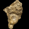 Choffatia isabellae ammonite