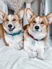 BFF Tags Blue (set of 2)