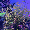 Grower's Choice Low Light Plants (6 Bunches)