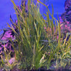True Sagittaria Subulata 3x Plants