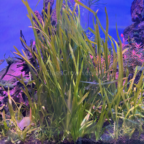 True Sagittaria Subulata 10 Plants
