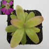 Pinguicula moranensis var. roseii