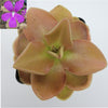 Pinguicula 'Sethos'