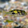 Indian Dwarf Pea Puffer
