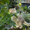 Eco-Kitty Comet: Eco-Friendly Cat Toys for Interactive Fun