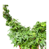 Ivy Green Topiary Heart