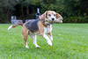 ECO-BONE: Natural Cotton Dog Toy