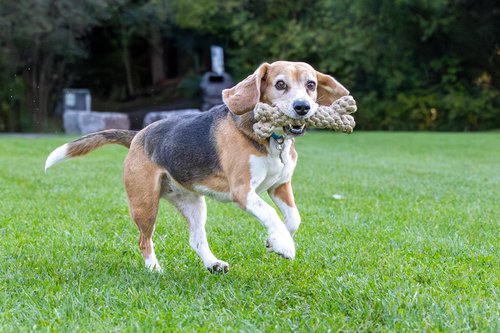 ECO-BONE: Natural Cotton Dog Toy