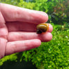 Jade Mystery Snail