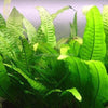 Java Fern