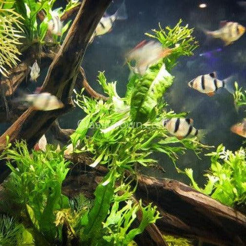 Java Fern