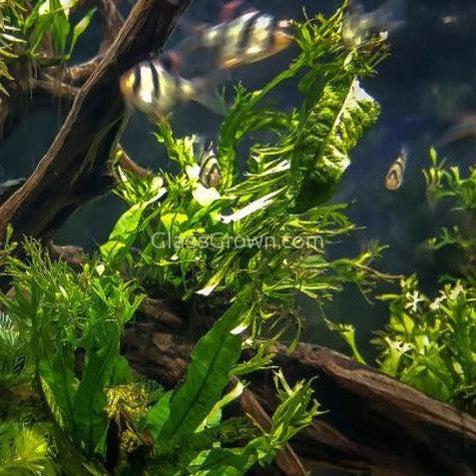 Java Fern