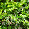 Java Fern Windelov