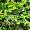 Java Fern