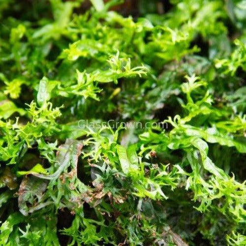 Java Fern