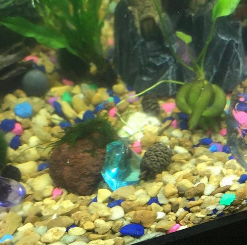 Java on a Lava! Java Moss on a Lava Rock