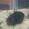Java on a Lava! Java Moss on a Lava Rock