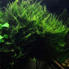 Java on a Lava! Java Moss on a Lava Rock
