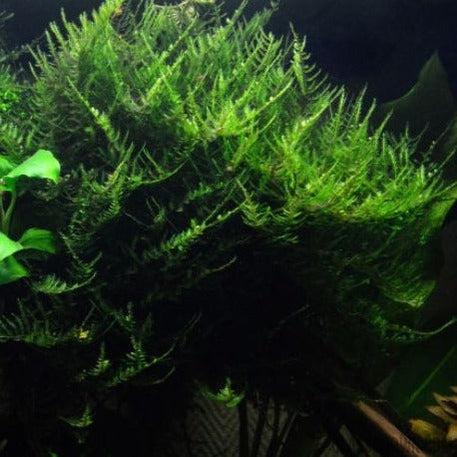 Java on a Lava! Java Moss on a Lava Rock