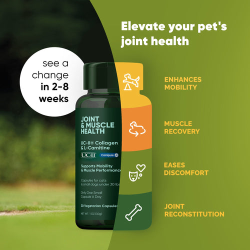 Joint & Muscle Health