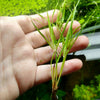 Juncus Repens