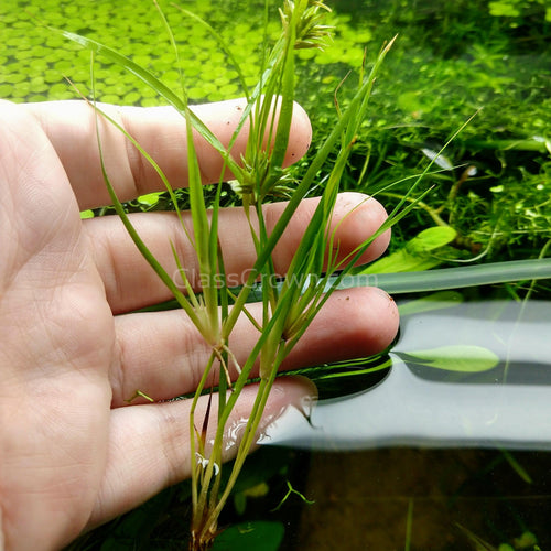 Juncus Repens
