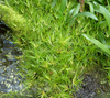 Juncus Repens