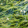 Jungle Vallisneria 3 Pack