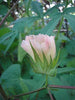 Pure White Cotton Seed