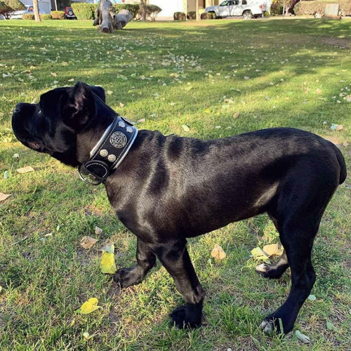 Hektor collar