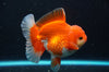 Thai Oranda goldfish 4