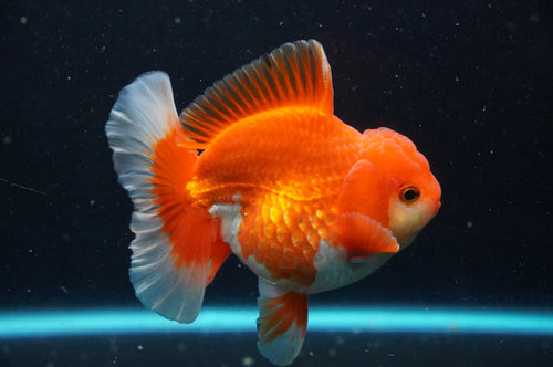 Thai Oranda goldfish 4