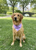 Adopt Me I'm A Foster Tie Dye Dog Bandana