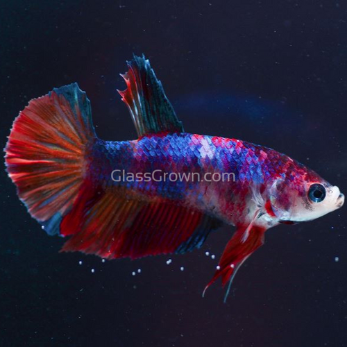 Male Koi Galaxy Plakat Betta