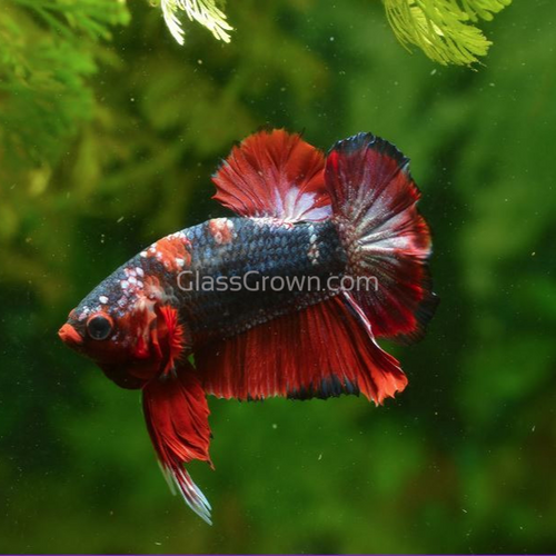 Male Koi Galaxy Plakat Betta