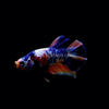Male Koi Galaxy Plakat Betta