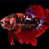 Male Koi Galaxy Plakat Betta