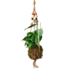 Bead Kokedama Moss Ball Hanging Plant