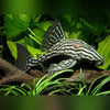 Royal Phantom Pleco LARGE
