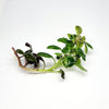 Cardinal Plant (Lobelia Cardinalis)