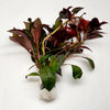 Bunch Ludwigia Repens Dark Red