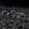 L183 Starlight Bushynose Pleco (Ancistrus dolichopterus)