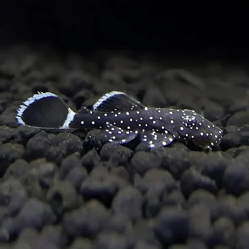 L183 Starlight Bushynose Pleco (Ancistrus dolichopterus)