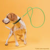 Rolled Leather Dog Leash with Brass Snap Hook