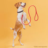 Rolled Leather Dog Leash with Brass Snap Hook