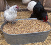 16% Premium Layer Feed With Black Soldier Fly Larvae, Fishmeal, & Herbs {Soy Free + High Protein}