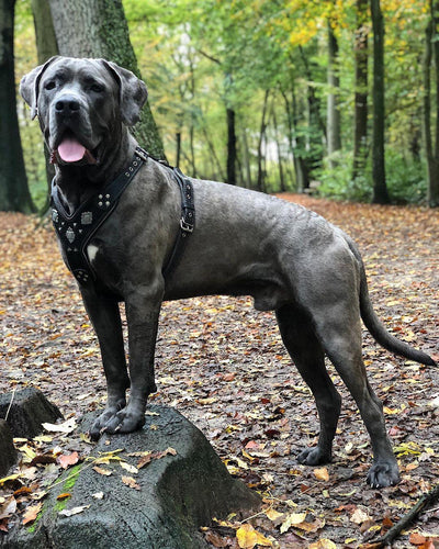 The Aztec BLACK harness